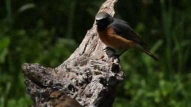 ortak kızılkuyruk, phoenicurus phoenicurus