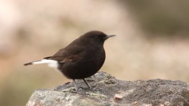 Siyah kuyruklu yıldız, Oenanthe lucura