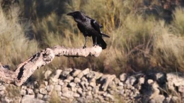 Ortak Kuzgun, Corvus Corax