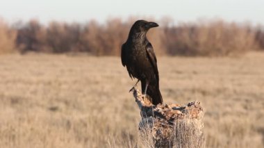 Ortak Kuzgun, Corvus Corax