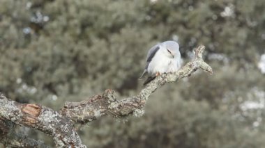 Kara omuzlu çaylak, elanus caeruleus