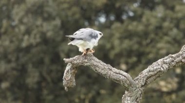 Kara omuzlu çaylak, elanus caeruleus