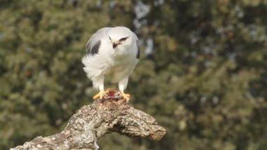 Kara omuzlu çaylak, elanus caeruleus