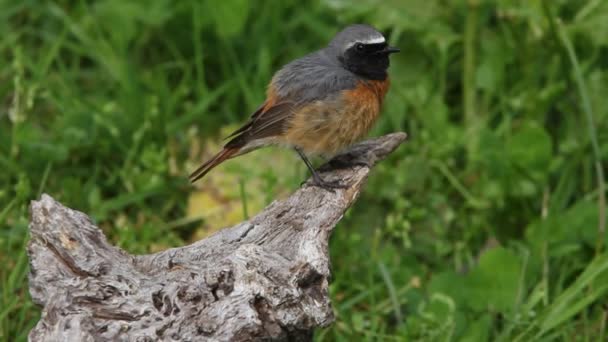 Frecuentes Enrojecimiento Phoenicurus Phoenicurus — Vídeos de Stock