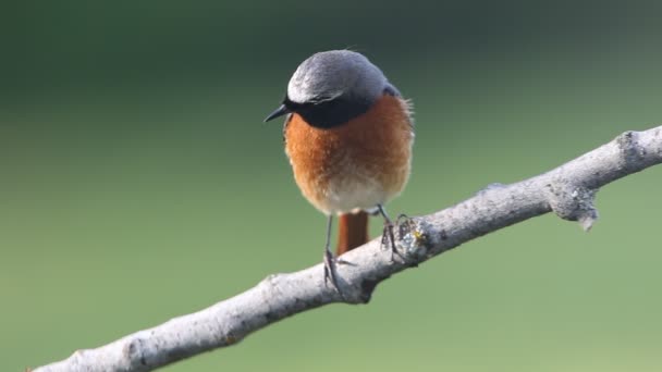 Kerti Rozsdafarkú Phoenicurus Phoenicurus — Stock videók