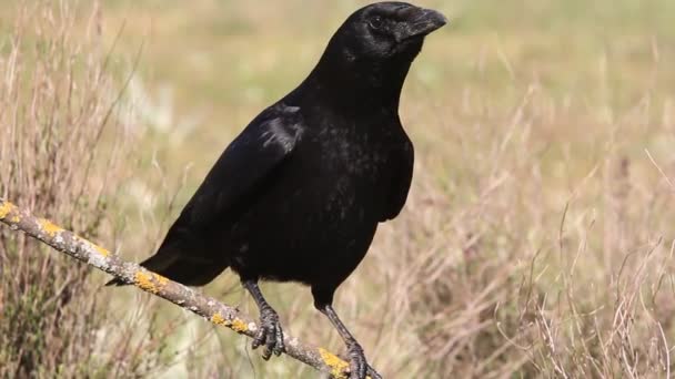 Leş Kargası Corvus Corone — Stok video