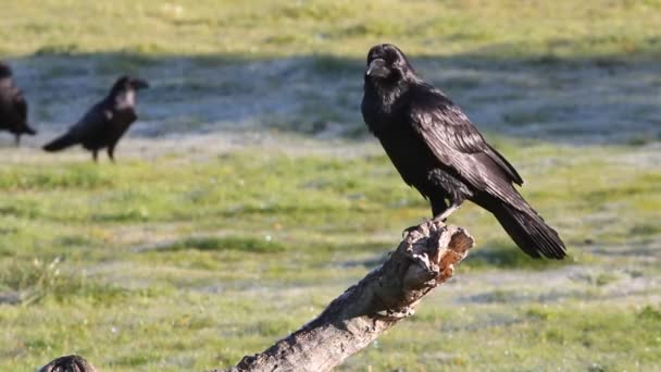 Burung Gagak Biasa Corvus Corax — Stok Video
