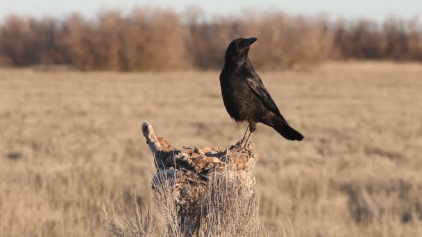Carrion Crow Corvus Corone — Wideo stockowe