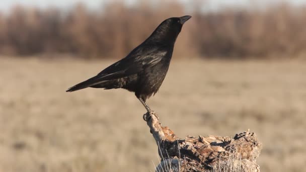 Carrion Crow Corvus Corone — Stock Video