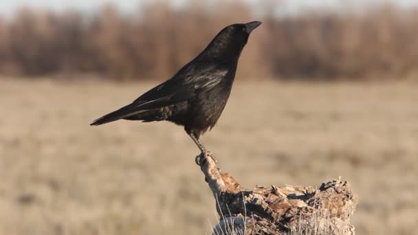 Vrána Corvus Corone — Stock video