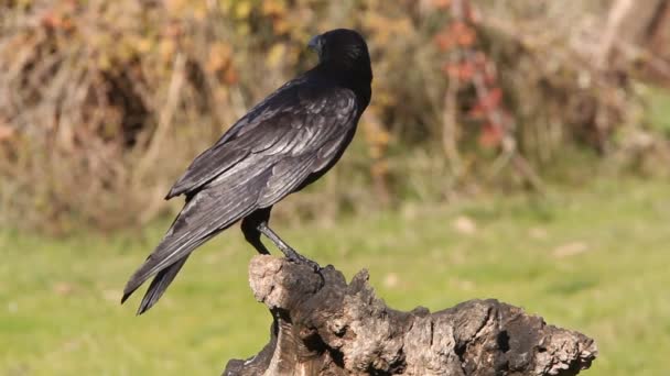 Cuervo Común Corvus Corax — Vídeos de Stock