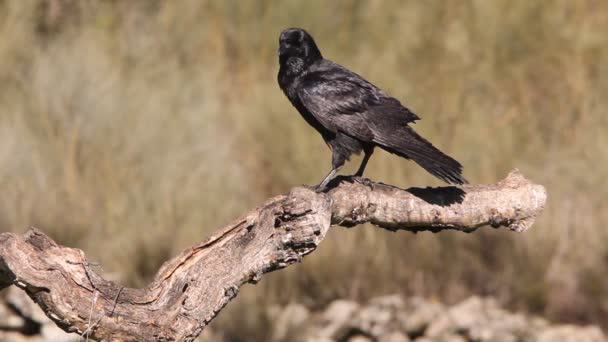 Burung Gagak Biasa Corvus Corax — Stok Video