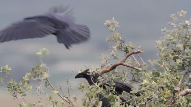 Burung Gagak Biasa Corvus Corax — Stok Video