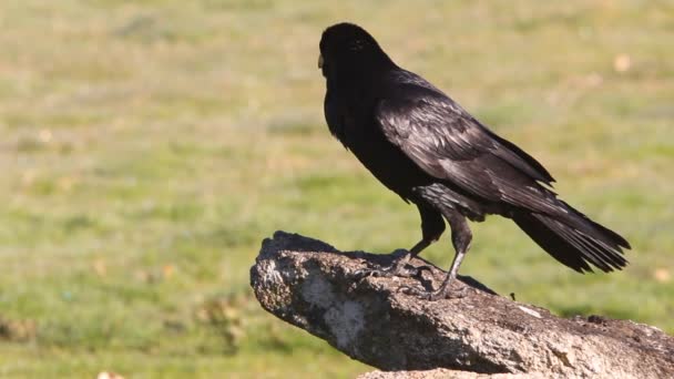 Common Raven Corvus Corax — Stock Video