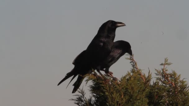 Burung Gagak Biasa Corvus Corax — Stok Video
