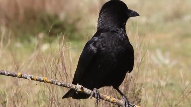 Vrána Corvus Corone — Stock video