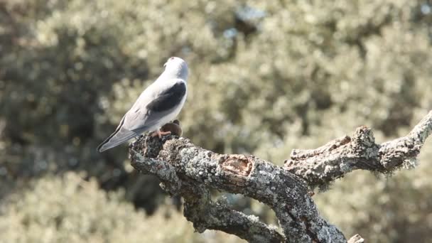 Чорний Плечима Кайт Elanus Caeruleus — стокове відео