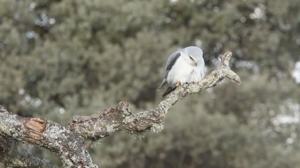 Schwarzschultermilane Elanus Caeruleus — Stockvideo