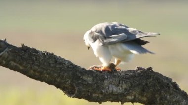 Kara omuzlu çaylak, elanus caeruleus