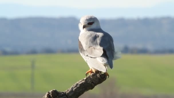 Чорний Плечима Кайт Elanus Caeruleus — стокове відео