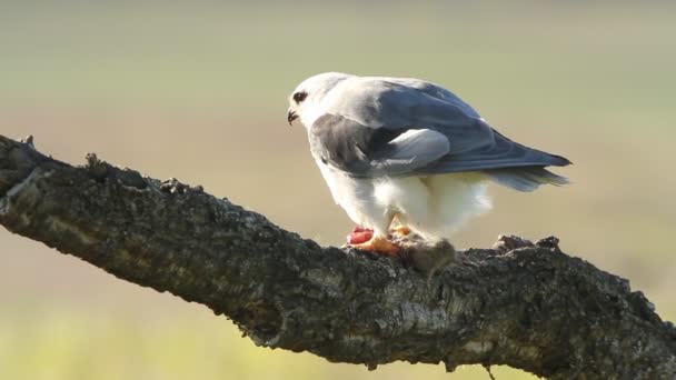 Black Shouldered Kite Elanus Caeruleus — Stock Video