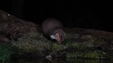 Taş kestanesi, Martes foina