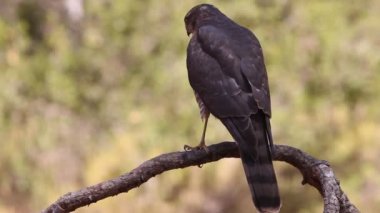 Avrasya atmacası, Accipiter nisus