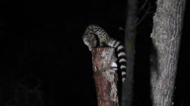 Genet, Genetta Genetta, hayvanlar
