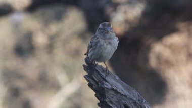 Meşe dalında ilk ışıkları olan kaya serçesi.