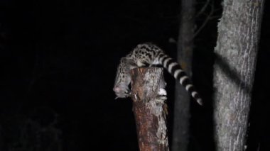 Genet, Genetta Genetta, hayvanlar