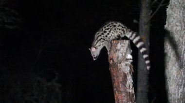 Genet, Genetta Genetta, hayvanlar