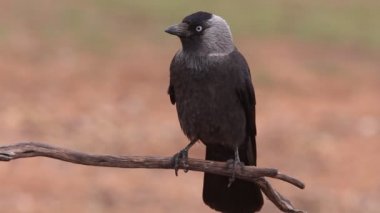 Western küçük karga, Corvus monedula