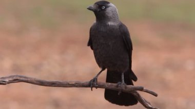 Western küçük karga, Corvus monedula