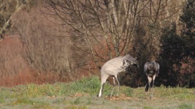 Yaygın vinç, Grus Grus