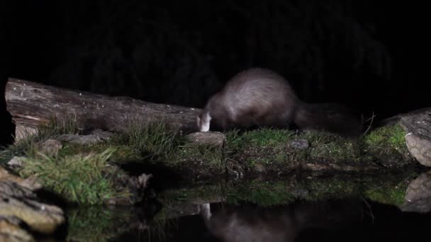 Martora Pietra Martes Foina — Video Stock