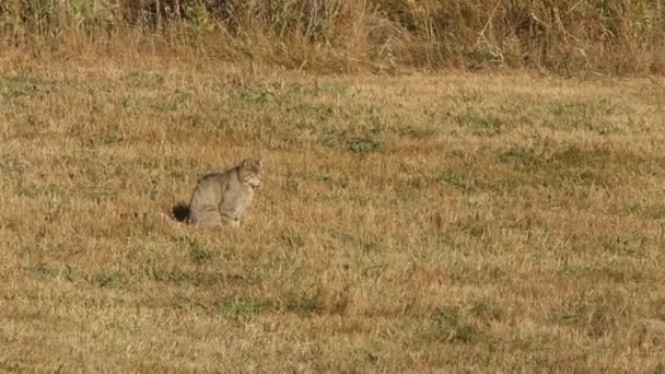 Wildcat Felis Silvestris Тварина — стокове відео