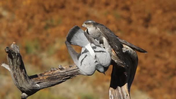 Gavilán Euroasiático Accipiter Nisus — Vídeos de Stock