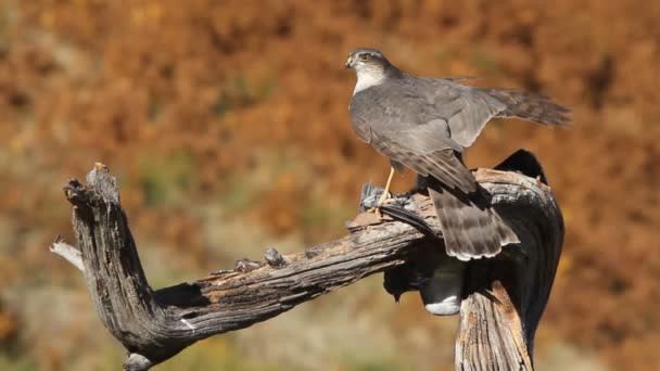 Євразійське Сяйво Accipiter Nisus — стокове відео