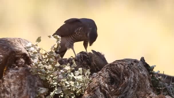 Krogulec Azjatycki Accipiter Nisus — Wideo stockowe