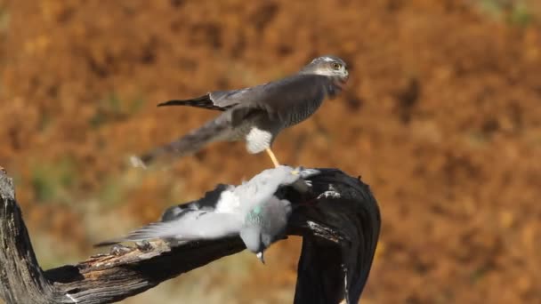 Pardal Asiático Accipiter Nisus — Vídeo de Stock