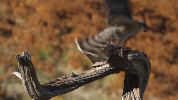 Eurasian Sparrowhawk Accipiter Nisus — Stock Video