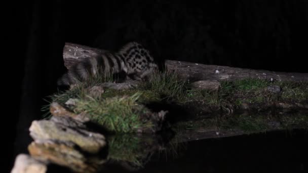 Genet Genetta Genetta Animais — Vídeo de Stock