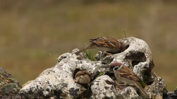 Moineau Arboricole Eurasien Mangeant Baignant Fin Après Midi — Video