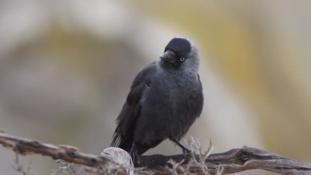 Western Küçük Karga Corvus Monedula — Stok video