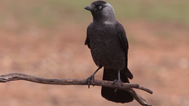 Western Jackdaw Corvus Monedula — Stock Video