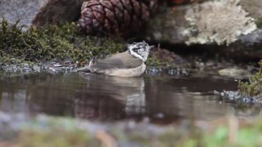 Crested tit with the first light of day taking a bath in a natural spring in summer