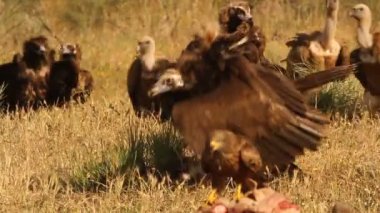 Griffon akbabası, Gyps fulvus, Kara Akbaba, Aegypius monachus