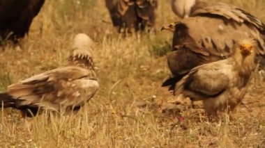 Mısır akbabası, neophron percnopterus