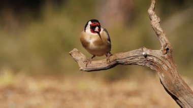 Avrupa ada kuşu, kuşlar, Carduelis carduelis