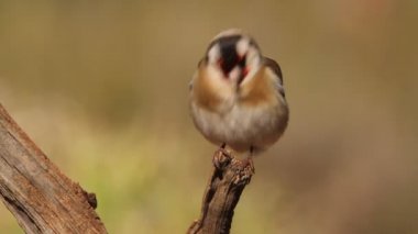 Avrupa ada kuşu, kuşlar, Carduelis carduelis